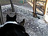 View from Cat Door during construction